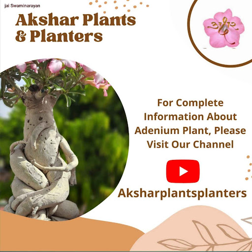 Akshar Plants & Planters - Best Adenium Plant Nursery In Jaipur