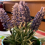 Photo n°21 de l'avis de Hanh.g fait le 03/02/2020 à 14:08 sur le  Ristorante Pizzeria Villa Fellini à Berlin