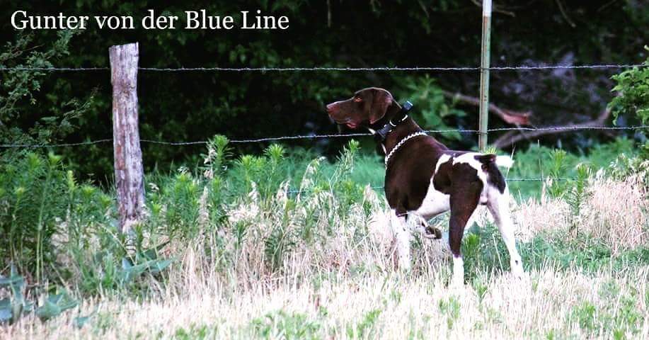 Blue Line Gun dogs