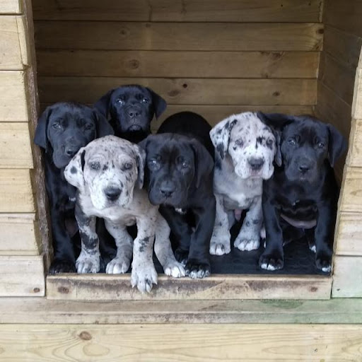 Clínica Veterinaria Rodavet en Brión