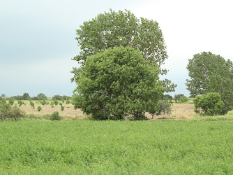 Çeribaşı Köyü Muhtarlığı