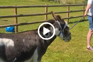 Dinky Donkeys Experience image