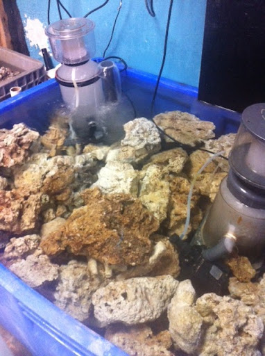 Tropical Fish Store «Aquatic Zoo Tropical Fish», reviews and photos, 2655 Thousand Oaks Blvd, Thousand Oaks, CA 91362, USA