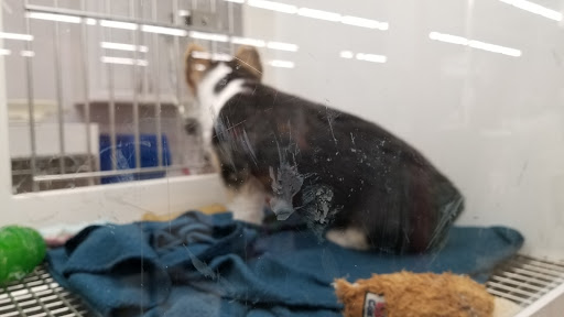 Pet Store «Petland», reviews and photos, 351 Diederich Blvd, Ashland, KY 41101, USA