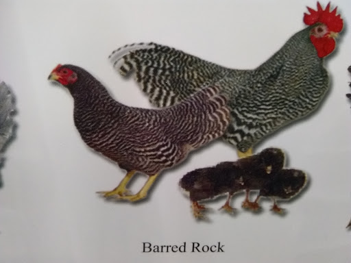 Department Store «Rural King», reviews and photos, 1203 Front Ave SW, New Philadelphia, OH 44663, USA