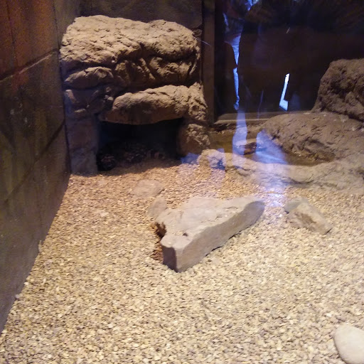 Zoo «Dickerson Park Zoo», reviews and photos, 1401 W Norton Rd, Springfield, MO 65803, USA