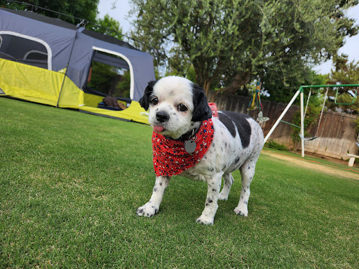 Central Bark Pet Spa & Boutique