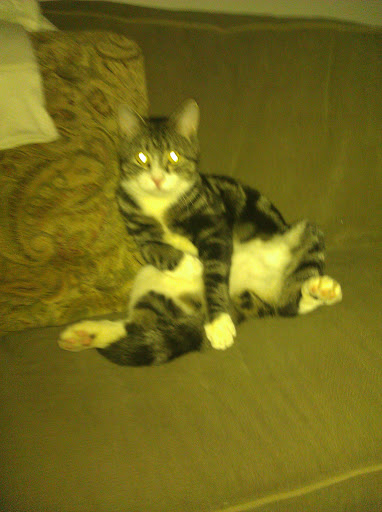 Supermarket «Seabra Foods», reviews and photos, 440 Stafford Rd, Fall River, MA 02721, USA