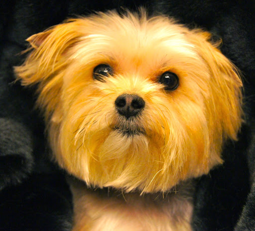 Pet Boarding Service «About Pets Center», reviews and photos, 1604 Conehurst Blvd, Salem, VA 24153, USA