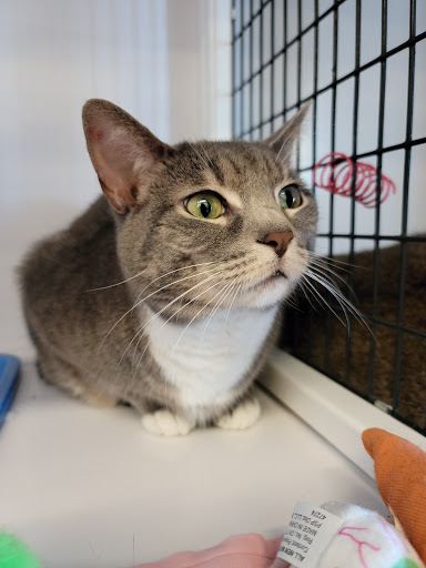 Pet Supply Store «Pet Supplies Plus», reviews and photos, 1258 Northlake Blvd, Lake Park, FL 33403, USA