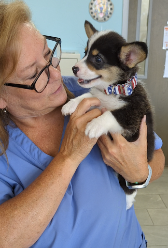 Gentle Care Animal Hospital image