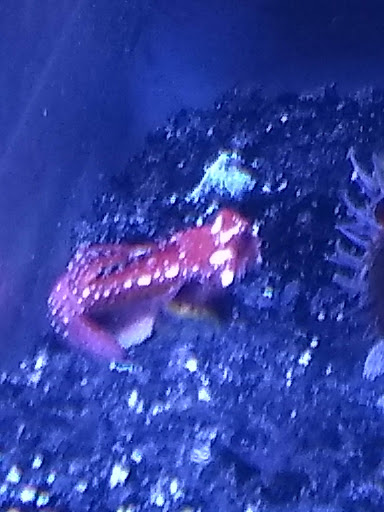 Tropical Fish Store «Classic City Aquariums», reviews and photos, 1260 Mars Hill Rd, Watkinsville, GA 30677, USA