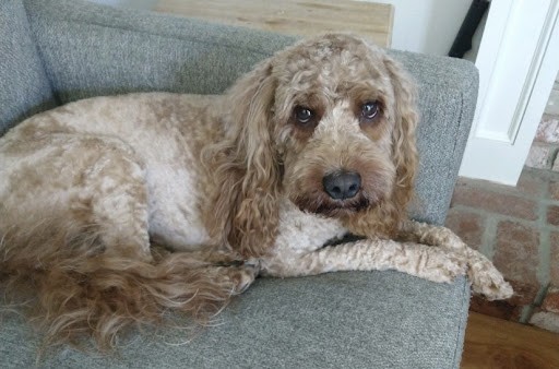 Pet Supply Store «Petco Animal Supplies», reviews and photos, 1150 Concord Ave #160, Concord, CA 94520, USA