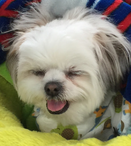 Pet Supply Store «PetSmart», reviews and photos, 19075 Interstate 45 S, Shenandoah, TX 77385, USA