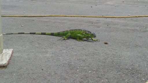 Park «Mangurian Park», reviews and photos, 3850 N Federal Hwy, Fort Lauderdale, FL 33308, USA