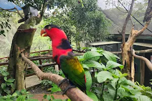 Birdworld Kuranda image