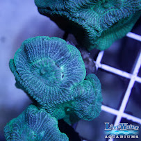 Live Water Aquariums - Photo 4 - Car repair in , Escondido