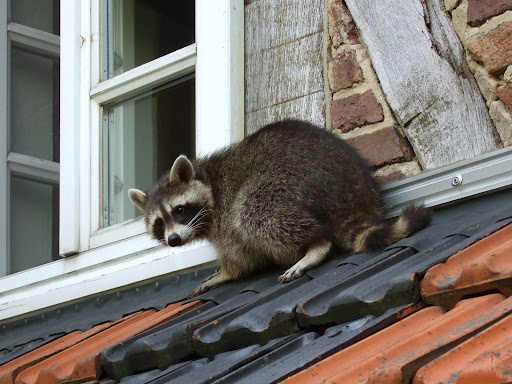 Raccoon Removal Mississauga Pros