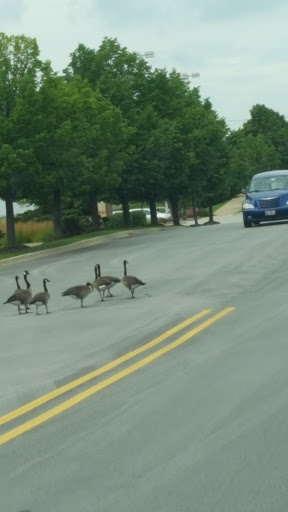 Grocery Store «Brook Haven Market Place II», reviews and photos, 19818 South La Grange Road, Mokena, IL 60448, USA