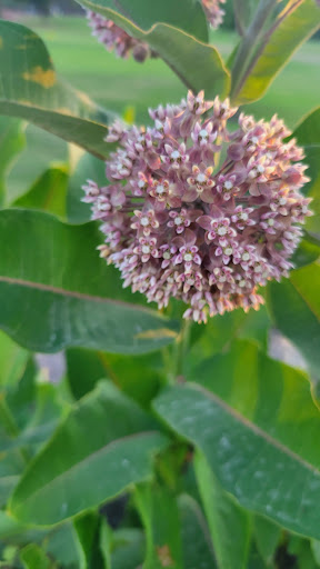 Golf Course «Sydney R. Marovitz Golf Course», reviews and photos, 3600 N Recreation Dr, Chicago, IL 60613, USA