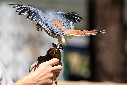 Big Bear Alpine Zoo image