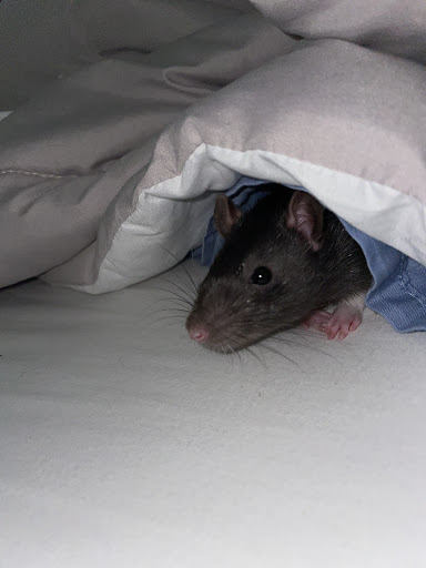 Pet Supply Store «Petco Animal Supplies», reviews and photos, 7907 State Highway N, Dardenne Prairie, MO 63368, USA