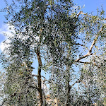 Photo n°5 de l'avis de Peter.t fait le 16/03/2022 à 19:26 sur le  Ristorante Al Miralago à Gargnano