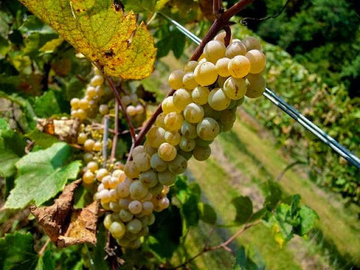 Winery «Falconer Vineyards», reviews and photos, 3572 Old Tyler Rd, Red Wing, MN 55066, USA