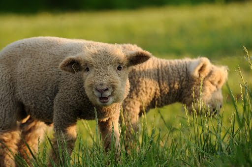 Farm «Coverdale Farm Preserve of Delaware Nature Society», reviews and photos, 543 Way Rd, Greenville, DE 19807, USA