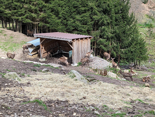 Bermersbach Wildgehege unter Forbach, 