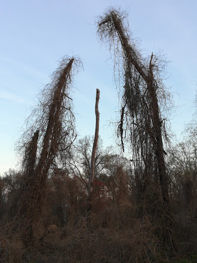 National Park «Fort Hunt Park», reviews and photos, 8999 Fort Hunt Rd, Alexandria, VA 22308, USA