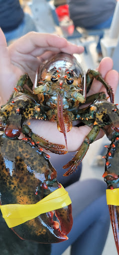 Tourist Attraction «Acadian Boat Tours», reviews and photos, 119 Eden St, Bar Harbor, ME 04609, USA