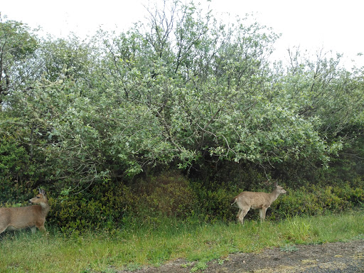 Public Golf Course «Ocean Shores Golf Course», reviews and photos, 500 Canal Dr NE, Ocean Shores, WA 98569, USA