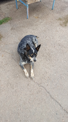 Use Again Building Materials, 506 W Cucharras St, Colorado Springs, CO 80905, USA, 