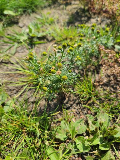 Park «Shawnee Park», reviews and photos, 6515 Scheel Dr, Woodbury, MN 55125, USA