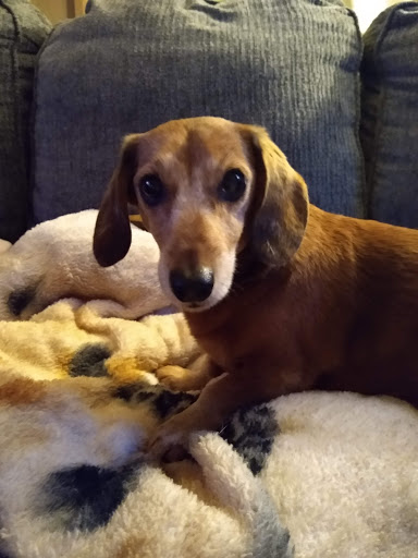 Gilmer Park Animal Clinic