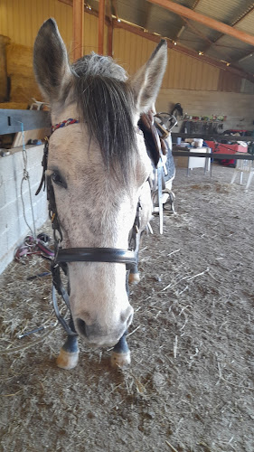 Segala Levezou Equitation Cheval à Le Truel