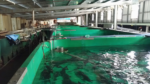 三峽 千戶傳奇生態農場-鱘龍魚養殖場(原山中傳奇) Chienhu Cheanchi Ecological Fish Farm 的照片