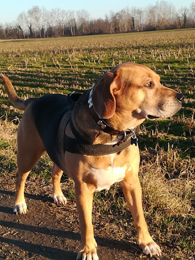 Lega Nazionale Per La Difesa Del Cane Sezione Milano