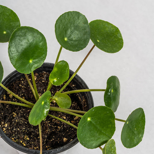 Florist «Pollen», reviews and photos, 2918 N Milwaukee Ave, Chicago, IL 60618, USA