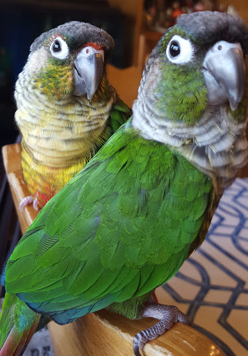 Bird Shop «Bird House», reviews and photos, 1020 NJ-18 E, East Brunswick, NJ 08816, USA