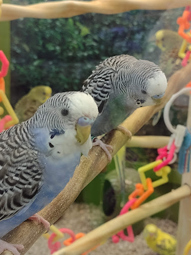 Pet Supply Store «Petco Animal Supplies», reviews and photos, 2519 E Expy 83, Mission, TX 78572, USA