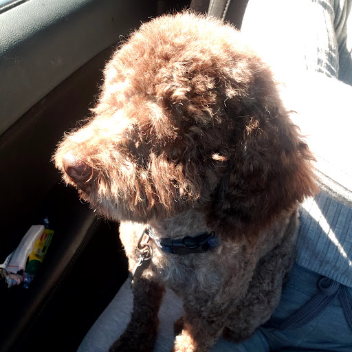 Pet Supply Store «Petco Animal Supplies», reviews and photos, 1500 N Town E Blvd, Mesquite, TX 75150, USA