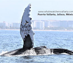 Los Veranos Canopy Tour Whale Watching photo