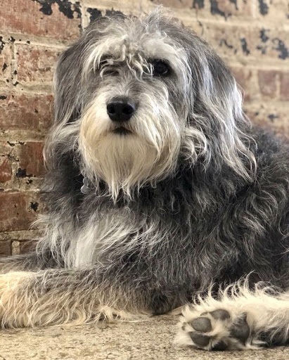 Pet Supply Store «Animal Outfitters, Inc.», reviews and photos, 986 Elmwood Ave, Buffalo, NY 14222, USA