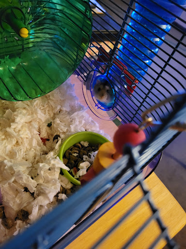 Pet Supply Store «PetSmart», reviews and photos, 24 Countryside Plaza, Countryside, IL 60525, USA