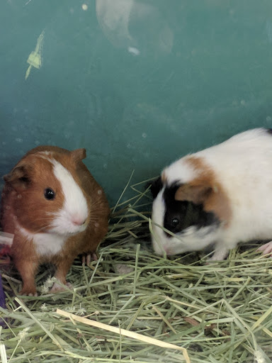 Pet Supply Store «Pet Supplies Plus», reviews and photos, 508 E Stroop Rd, Kettering, OH 45429, USA