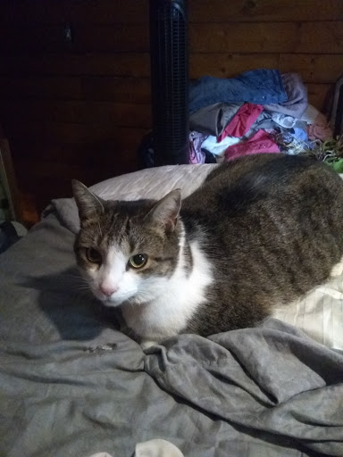 Pet Supply Store «PetSmart», reviews and photos, 479 River Hill Dr, Ashland, KY 41101, USA