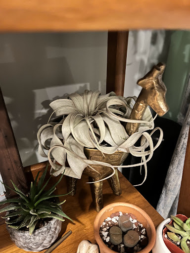 Florist «Thats Amore Florist Ltd», reviews and photos, 3454 N Southport Ave, Chicago, IL 60657, USA