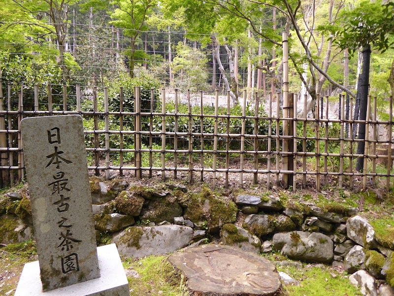 日本最古の茶園